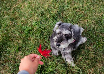 Photo of a miniature schnauzer in the the green grass looking at a red maple leaf