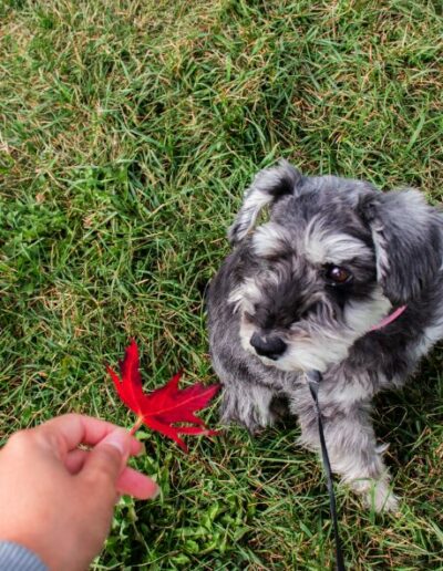Photo of a miniature schnauzer in the the green grass looking at a red maple leaf